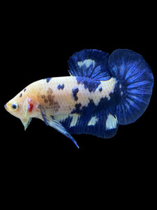 Male Halfmoon Plakat - Cow #1231 - Live Betta Fish