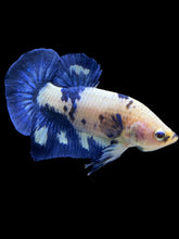 Load image into Gallery viewer, Male Halfmoon Plakat - Cow #1231 - Live Betta Fish
