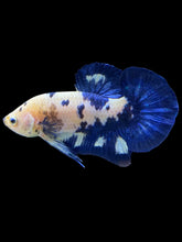 Load image into Gallery viewer, Male Halfmoon Plakat - Cow #1231 - Live Betta Fish
