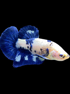 Male Halfmoon Plakat - Cow #1231 - Live Betta Fish