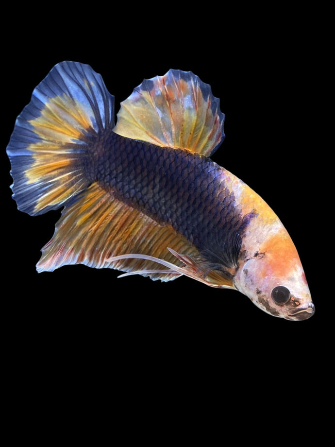 GIANT Male Halfmoon Plakat - Fancy Dragon #1232 - Live Betta Fish