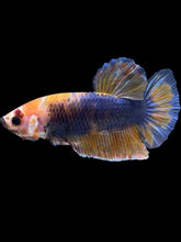 Load image into Gallery viewer, GIANT Male Halfmoon Plakat - Fancy Dragon #1232 - Live Betta Fish
