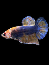 Load image into Gallery viewer, GIANT Male Halfmoon Plakat - Fancy Dragon #1232 - Live Betta Fish
