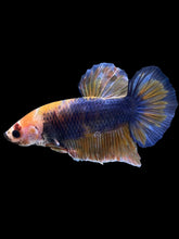 Load image into Gallery viewer, GIANT Male Halfmoon Plakat - Fancy Dragon #1232 - Live Betta Fish
