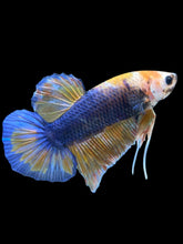 Load image into Gallery viewer, GIANT Male Halfmoon Plakat - Fancy Dragon #1232 - Live Betta Fish
