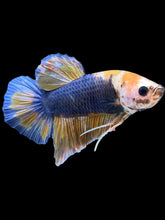 Load image into Gallery viewer, GIANT Male Halfmoon Plakat - Fancy Dragon #1232 - Live Betta Fish
