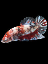Load image into Gallery viewer, GIANT Male Halfmoon Plakat - Red Koi Copper #1233 - Live Betta Fish

