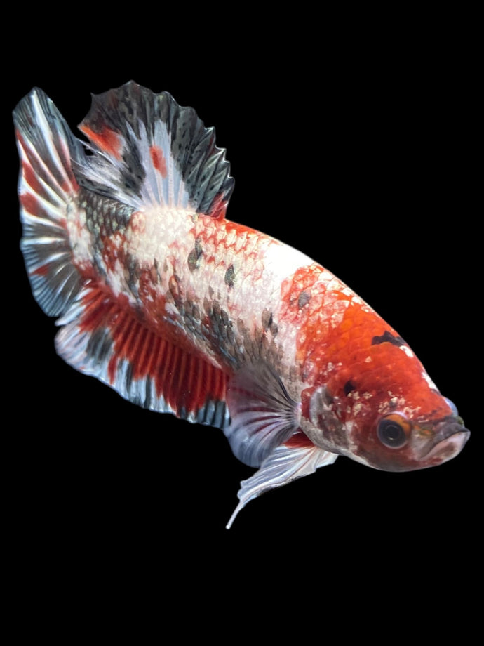 GIANT Male Halfmoon Plakat - Red Koi Copper #1233 - Live Betta Fish