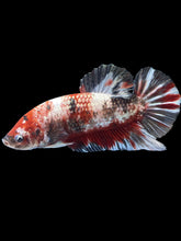 Load image into Gallery viewer, GIANT Male Halfmoon Plakat - Red Koi Copper #1233 - Live Betta Fish
