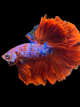 Load image into Gallery viewer, Male Rosetail - Red Galaxy #1235 - Live Betta Fish
