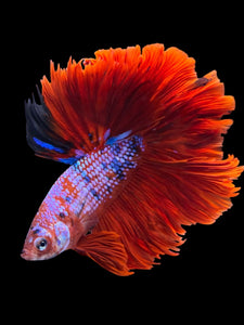 Male Rosetail - Red Galaxy #1235 - Live Betta Fish