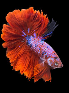 Male Rosetail - Red Galaxy #1235 - Live Betta Fish