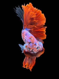 Male Rosetail - Red Galaxy #1235 - Live Betta Fish