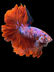 Male Rosetail - Red Galaxy #1235 - Live Betta Fish
