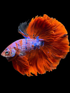 Male Rosetail - Red Galaxy #1235 - Live Betta Fish