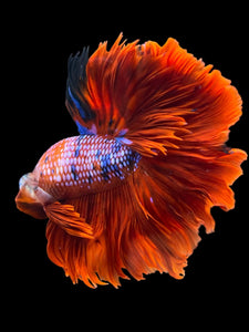 Male Rosetail - Red Galaxy #1235 - Live Betta Fish