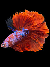 Load image into Gallery viewer, Male Rosetail - Red Galaxy #1235 - Live Betta Fish
