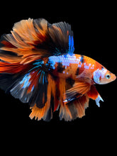 Load image into Gallery viewer, Male Rosetail - Galaxy #1238 - Live Betta Fish
