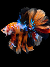 Load image into Gallery viewer, Male Rosetail - Galaxy #1238 - Live Betta Fish
