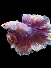 Load image into Gallery viewer, Male Rosetail - Purple Dumbo #1239 - Live Betta Fish
