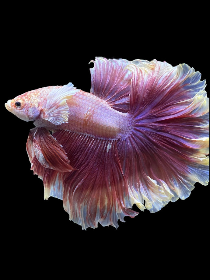 Male Rosetail - Purple Dumbo #1239 - Live Betta Fish