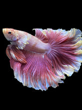 Load image into Gallery viewer, Male Rosetail - Purple Dumbo #1239 - Live Betta Fish
