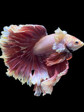 Load image into Gallery viewer, Male Rosetail - Purple Dumbo #1239 - Live Betta Fish
