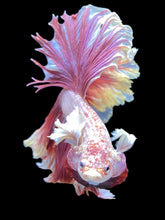 Load image into Gallery viewer, Male Rosetail - Purple Dumbo #1239 - Live Betta Fish

