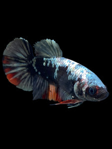 Female Halfmoon Plakat - Avatar #123 - Live Betta Fish