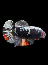 Load image into Gallery viewer, Female Halfmoon Plakat - Avatar #123 - Live Betta Fish
