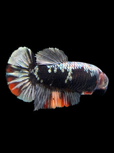 Female Halfmoon Plakat - Avatar #123 - Live Betta Fish