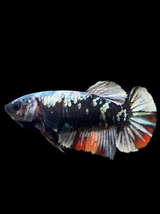 Female Halfmoon Plakat - Avatar #123 - Live Betta Fish