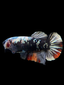 Female Halfmoon Plakat - Avatar #123 - Live Betta Fish