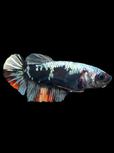 Female Halfmoon Plakat - Avatar #123 - Live Betta Fish