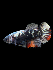 Female Halfmoon Plakat - Avatar #123 - Live Betta Fish