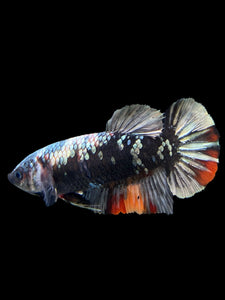 Female Halfmoon Plakat - Avatar #123 - Live Betta Fish