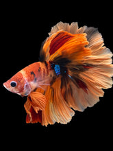 Load image into Gallery viewer, Male Rosetail - Galaxy #1240 - Live Betta Fish
