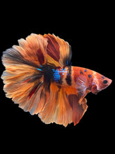 Load image into Gallery viewer, Male Rosetail - Galaxy #1240 - Live Betta Fish
