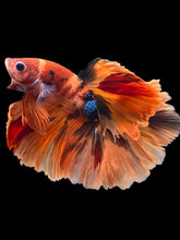 Load image into Gallery viewer, Male Rosetail - Galaxy #1240 - Live Betta Fish
