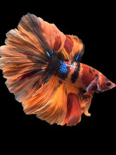 Load image into Gallery viewer, Male Rosetail - Galaxy #1240 - Live Betta Fish
