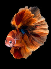 Load image into Gallery viewer, Male Rosetail - Galaxy #1240 - Live Betta Fish
