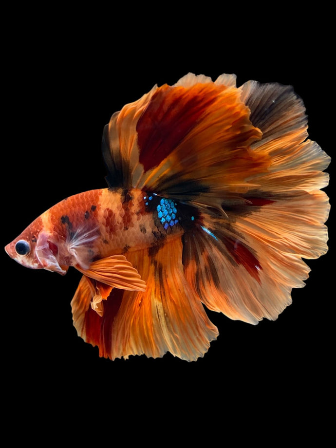 Male Rosetail - Galaxy #1240 - Live Betta Fish