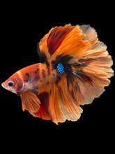 Load image into Gallery viewer, Male Rosetail - Galaxy #1240 - Live Betta Fish

