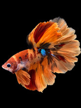 Load image into Gallery viewer, Male Rosetail - Galaxy #1240 - Live Betta Fish
