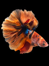 Load image into Gallery viewer, Male Rosetail - Galaxy #1240 - Live Betta Fish
