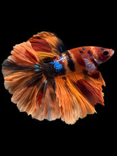 Load image into Gallery viewer, Male Rosetail - Galaxy #1240 - Live Betta Fish
