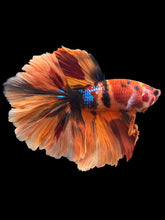 Load image into Gallery viewer, Male Rosetail - Galaxy #1240 - Live Betta Fish
