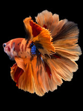 Load image into Gallery viewer, Male Rosetail - Galaxy #1240 - Live Betta Fish

