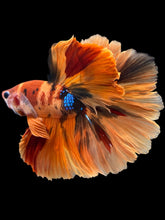 Load image into Gallery viewer, Male Rosetail - Galaxy #1240 - Live Betta Fish
