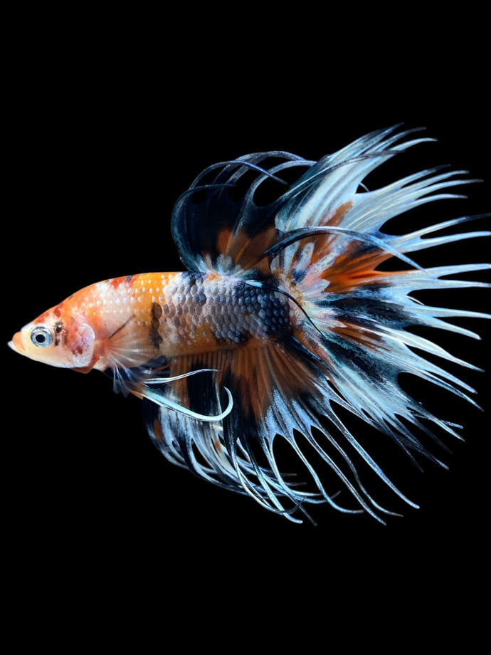 Male Crowntail - Candy #1242 - Live Betta Fish